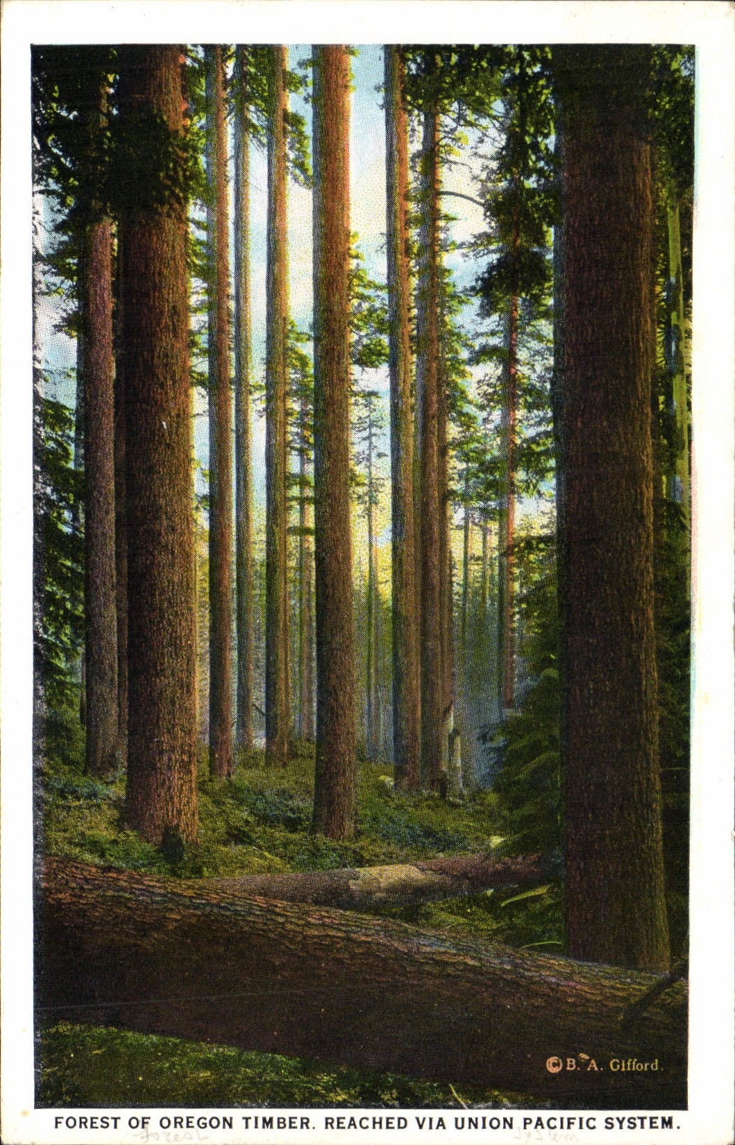 CPA Forest Of Oregon Timber Reached Via Union Pacific System