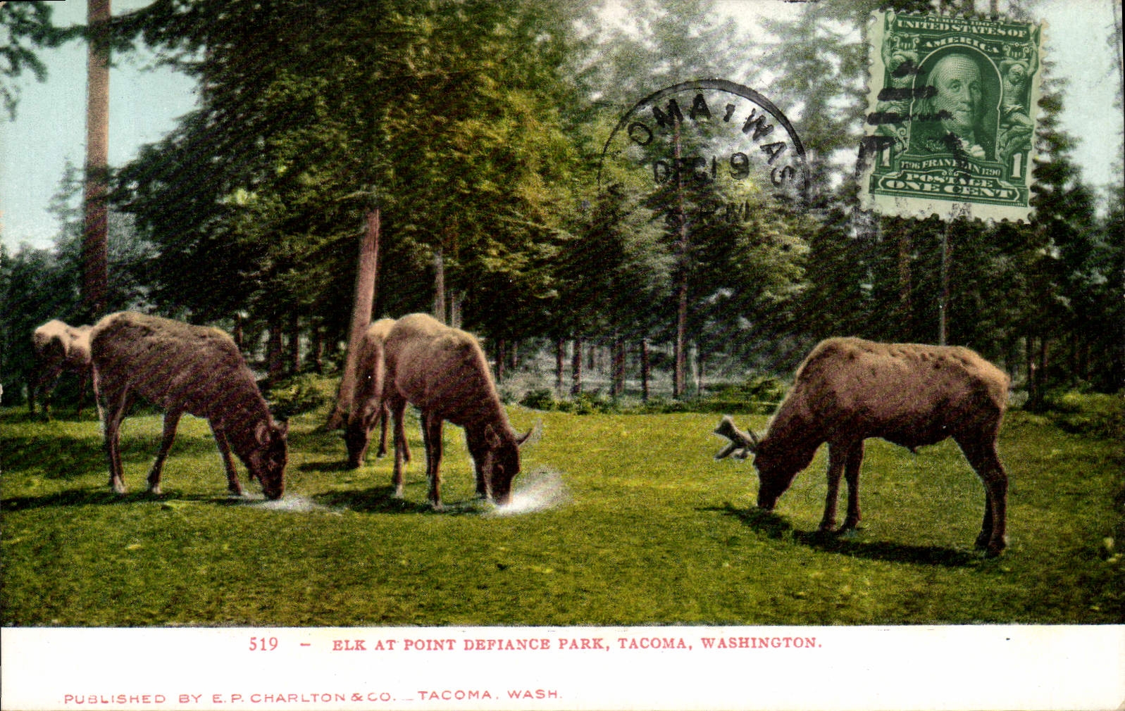 CPA Elk At Point Defiance Park Tacoma Washington