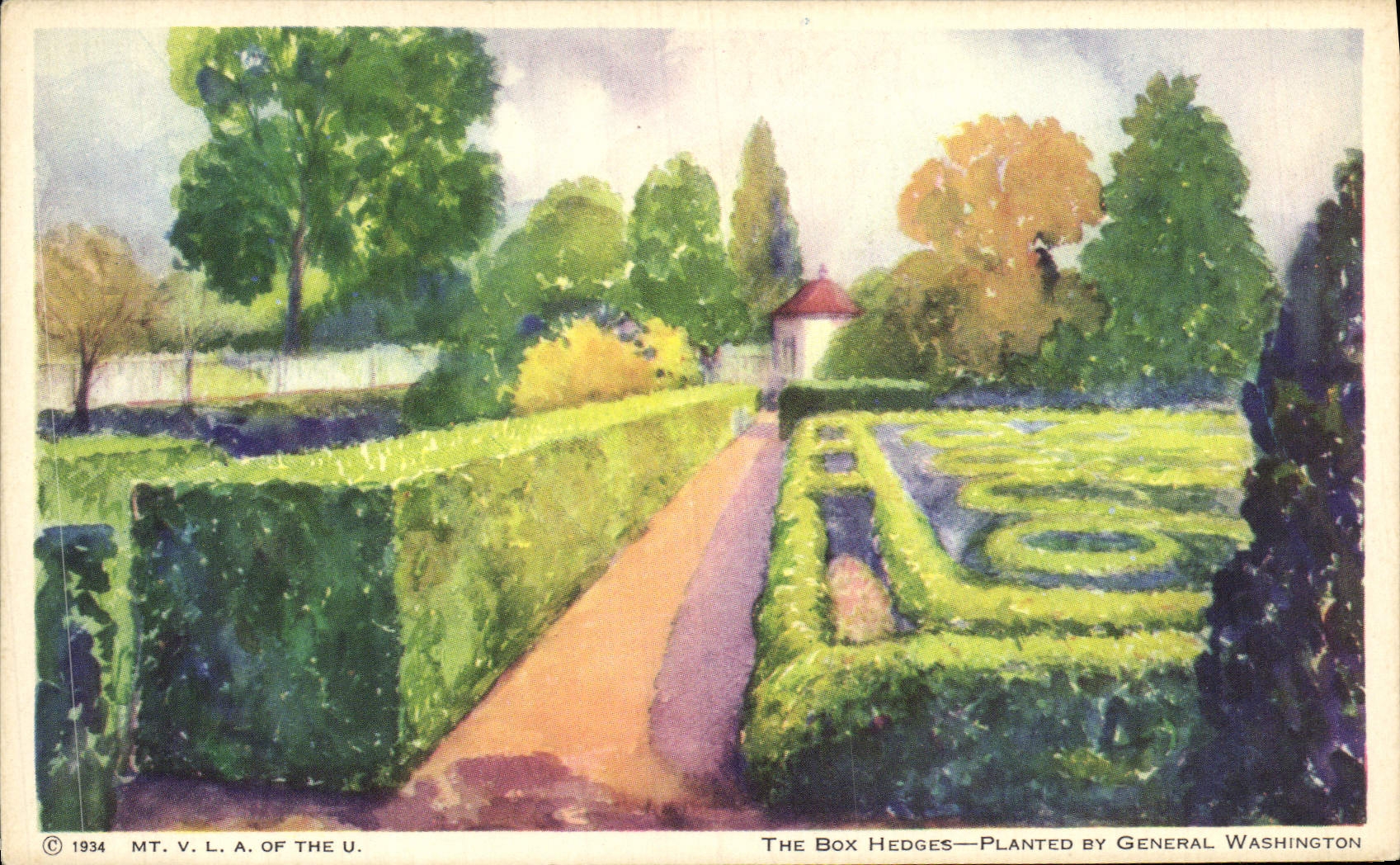 CPA The Box Hedges Planted By General Washington Mount Vernon