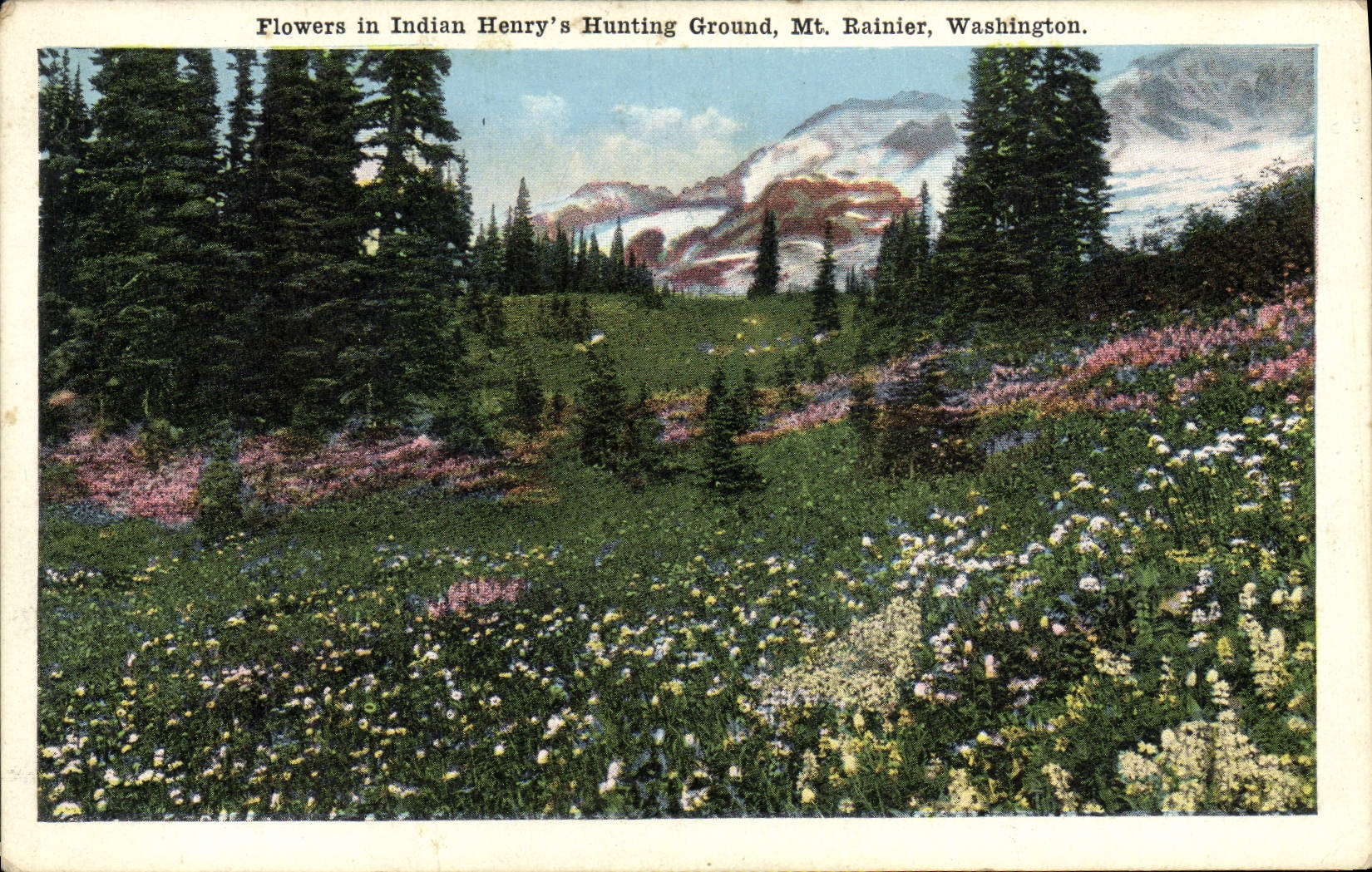 CPA Flowers In Indian Henry's Hunting Ground Mt Rainier Washington