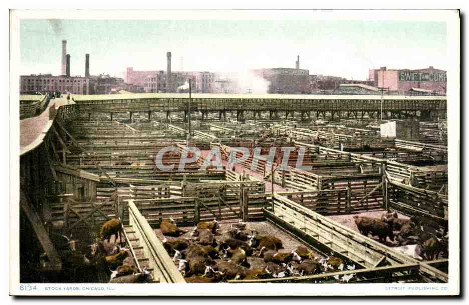 CPA Chicago Stock yards Vaches Betail 