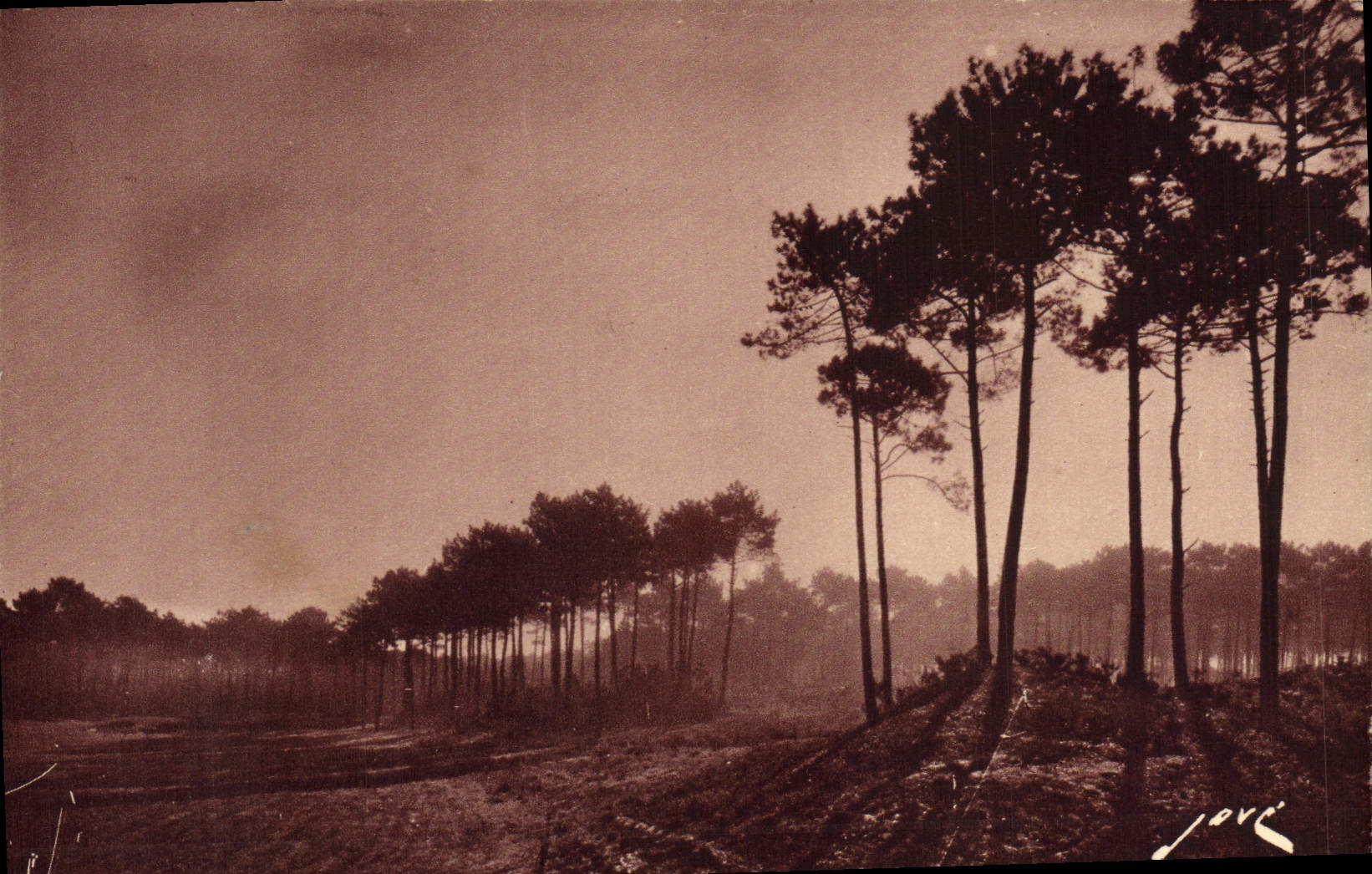 Arcachon (Gironde) — Douce matinée d'automne aux dunes dans la forêt — Éditions JOVÉ, Pau (n.-p.)