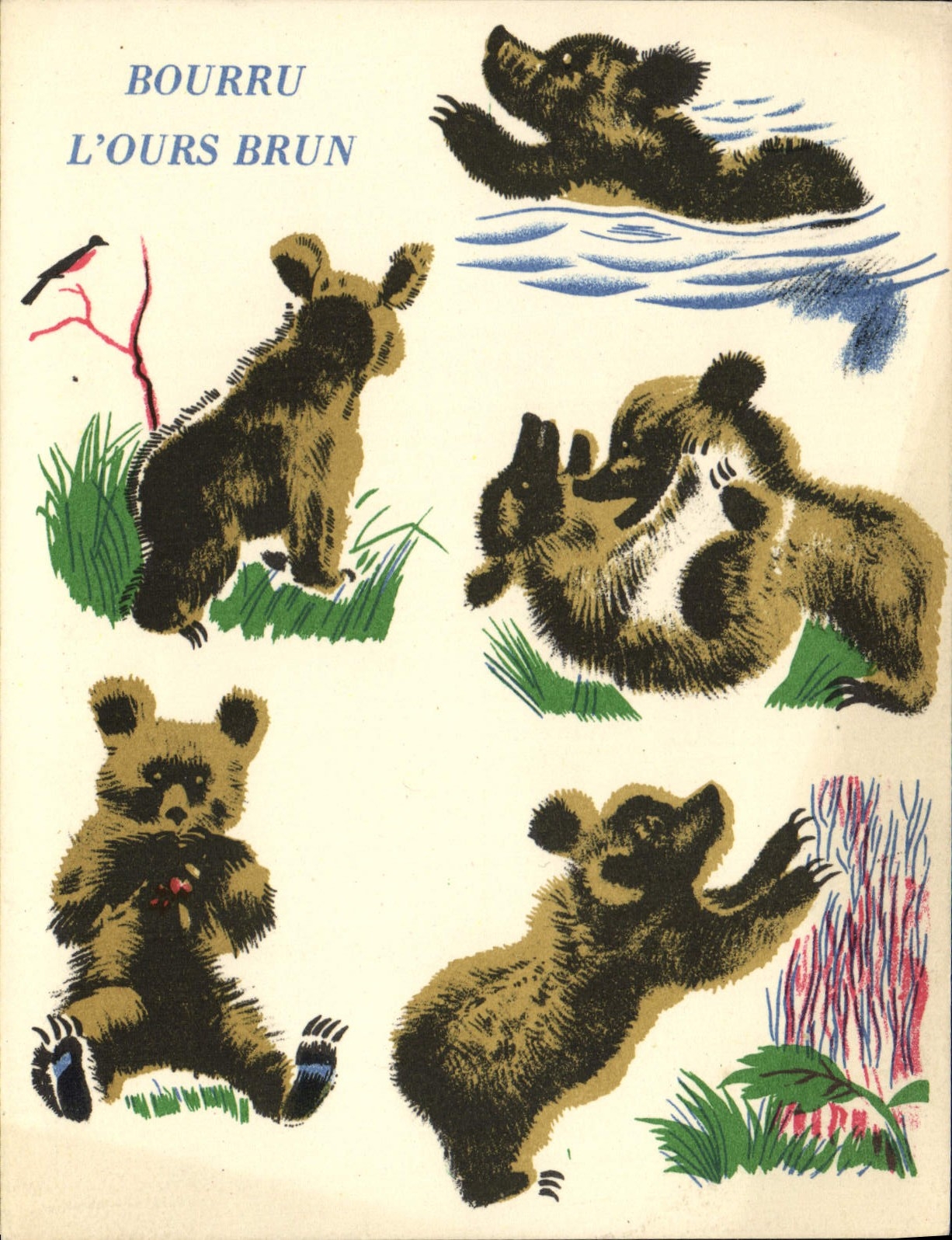 CPM Bourru L'Ours Brun Ours Album du Pere Castor