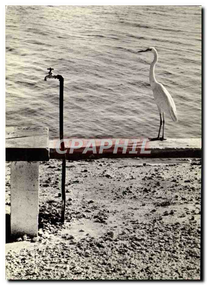 CPM Elliott Erwitt L'Ibis 1967 Oiseau