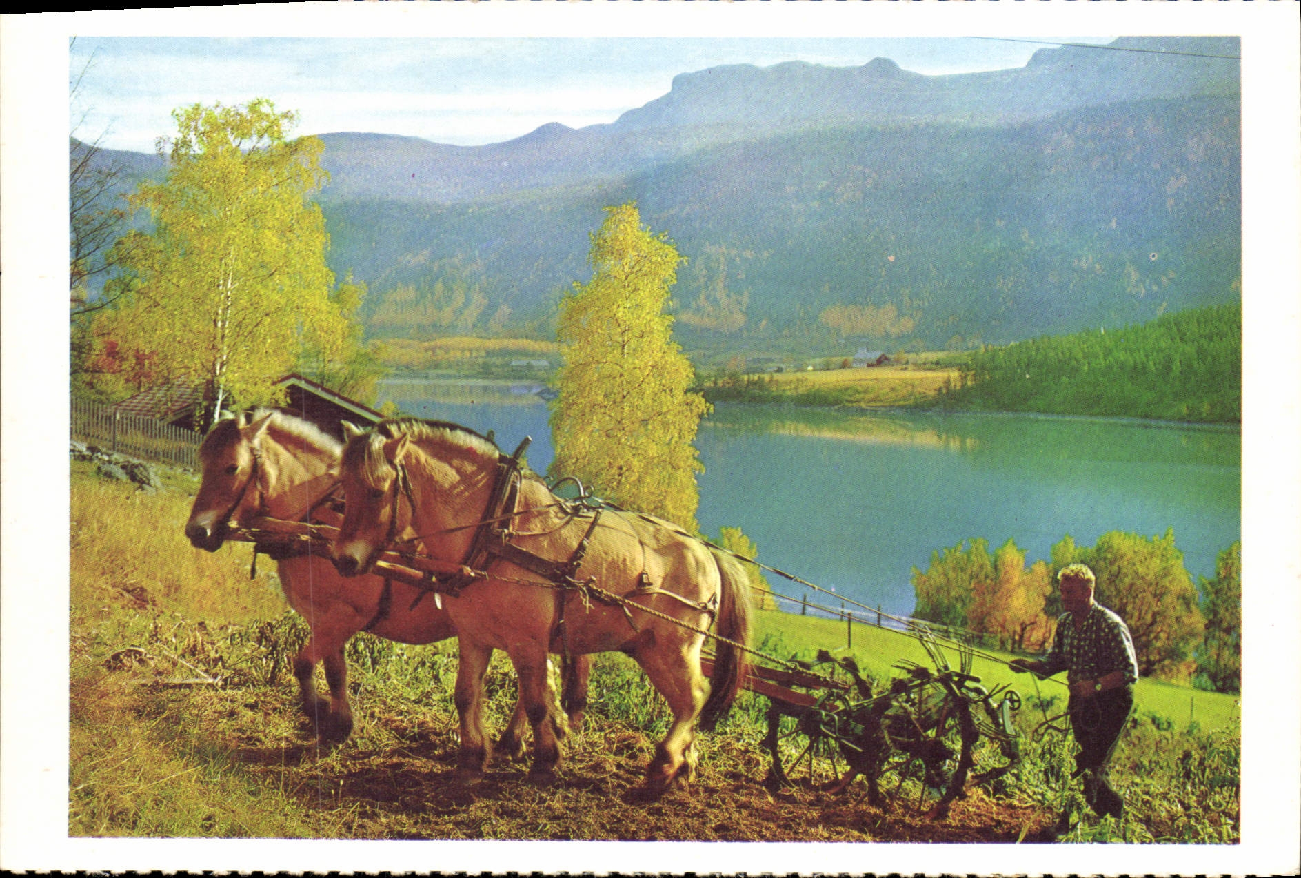 CPM Norge Host Attelage Charrue Cheval Poney