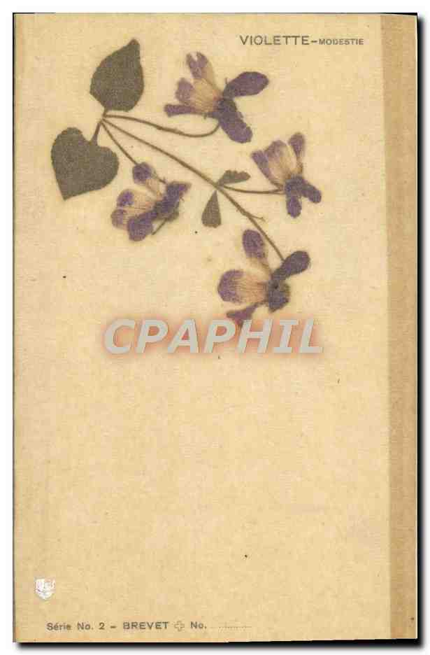 CPA Fleurs sechees Violette Modestie