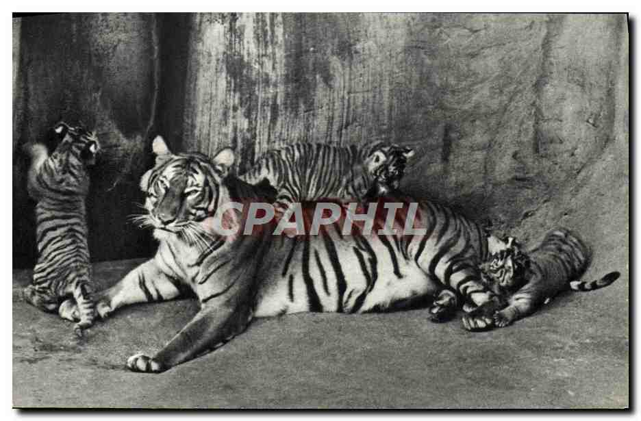 CPM Comite National De L'Enfance Avenue Franklin D Roosevelt Paris Tigresse Et Ses Petits Tigre Zoo