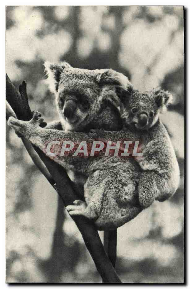 CPM Comite National De L'Enfance Avenue Franklin D Roosevelt Paris Femelle Koala Et Son petit Zoo
