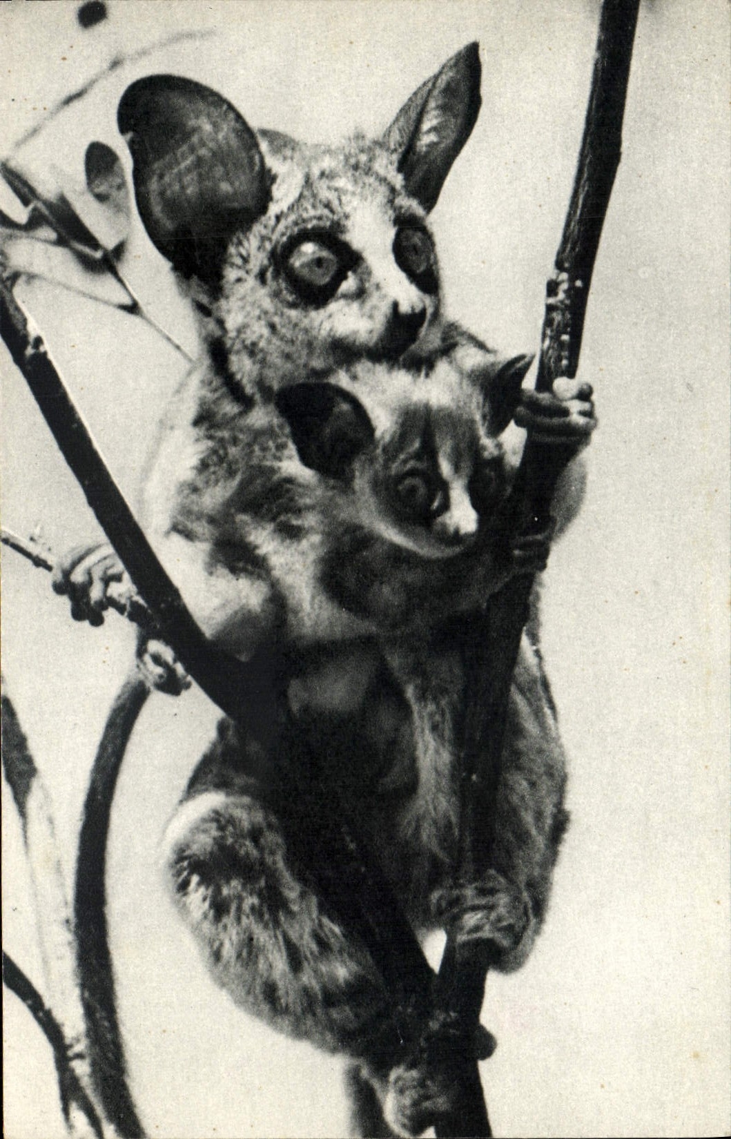 CPM Comite National De L'Enfance Avenue Franklin D Roosevelt Paris Singe Zoo