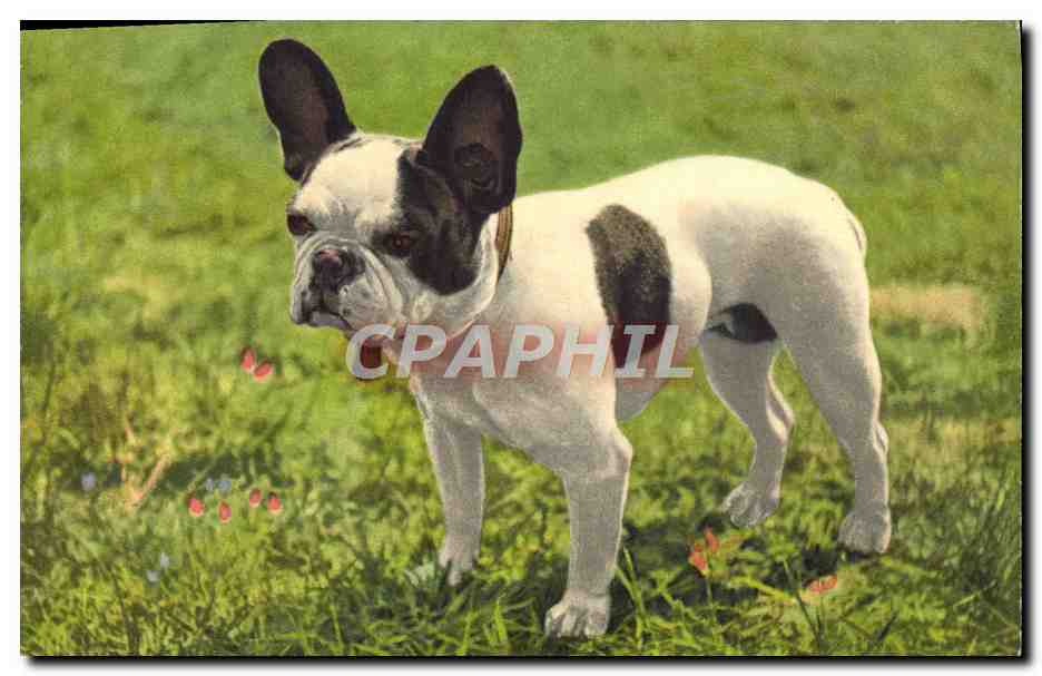CPA French Bulldong Bouledogue Francais Franzosische Bulldogge Chien