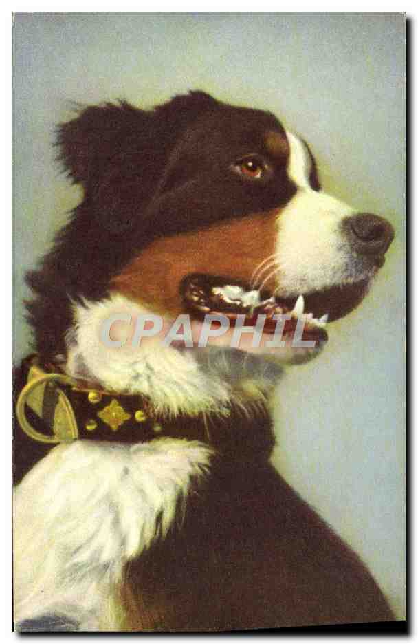 CPA Berner Sennenhund Bouvier Bernois Swiss Mountain Dog Chien