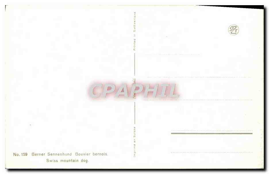 CPA Berner Sennenhund Bouvier Bernois Swiss Mountain Dog Chien — Rückseite