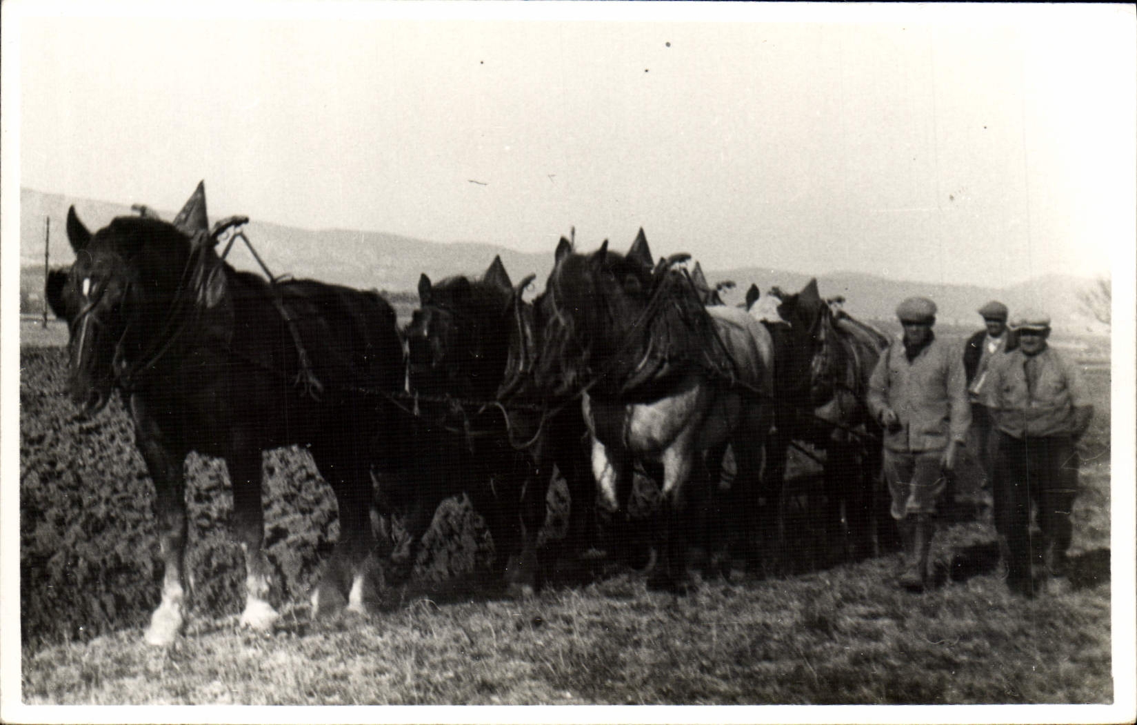 CARTE PHOTO Attelage Cheval Paysans Folklore 