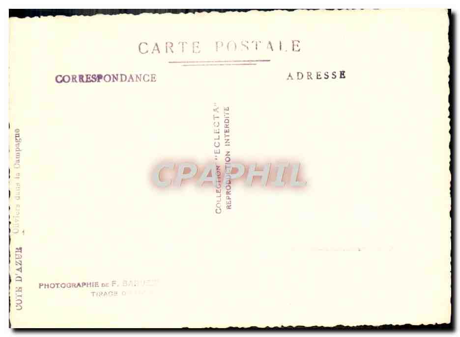 CPA Cote d'Azur Oliviers Dans La Campagne — Verso