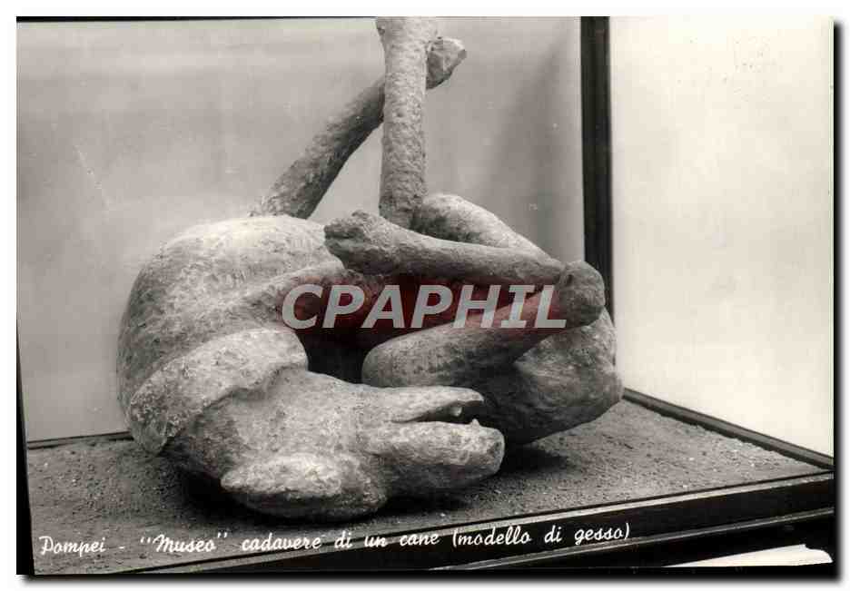 CPM Pompei Musea cadavere di un cane Modello di gesso Chein