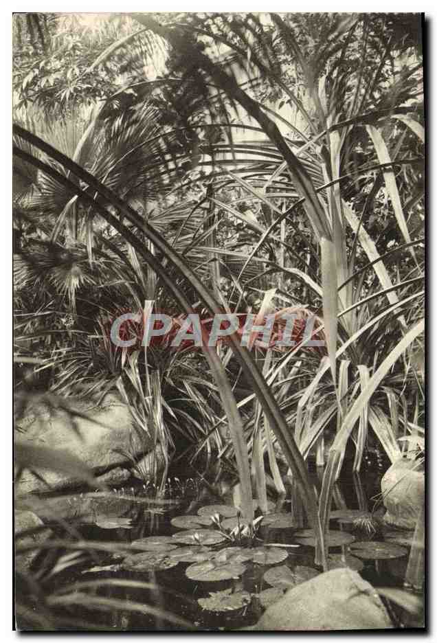 CPA Paris Museum National D'Histoire Naturelle Jardin des Plantes Jardin d'hiver Le Marigot avec les Vaquois