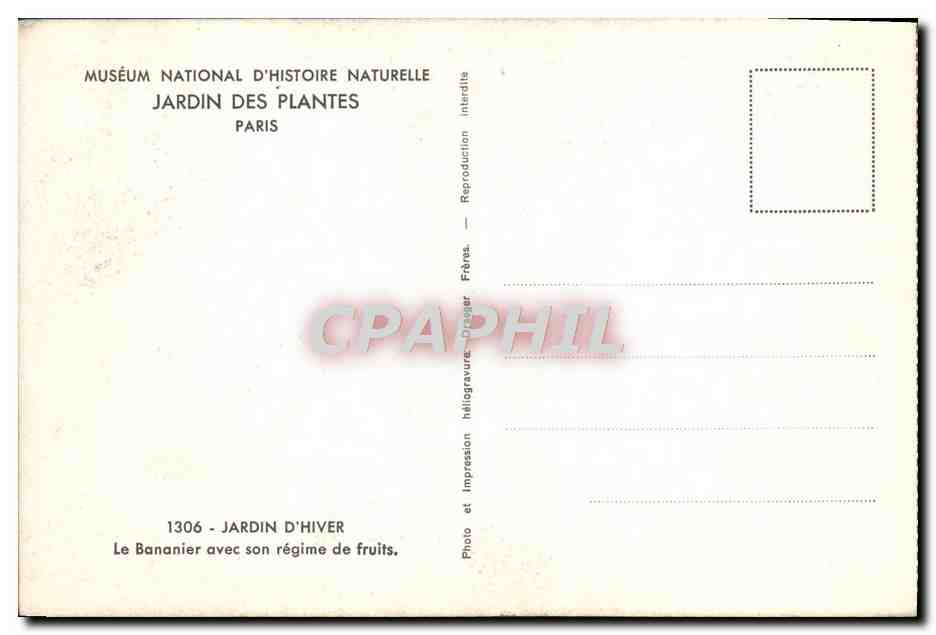 CPA Paris Museum National D'Histoire Naturelle Jardin des Plantes jardin d'hiver Le bananier Banane — Rückseite