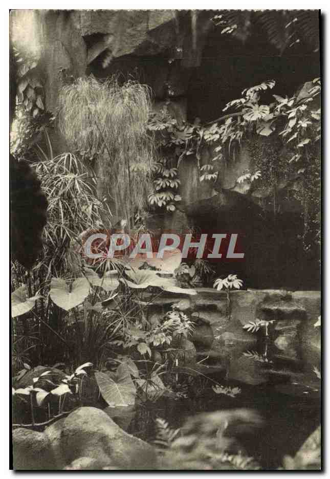 CPA Paris Museum National D'Histoire Naturelle Jardin des Plantes Jardin d'hiver Le papyrus
