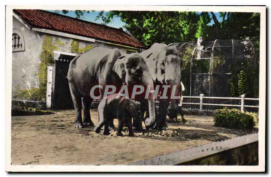 CPA Sud Vietnam Saigon Le Jardin botanique Elephants em famille Elpehant