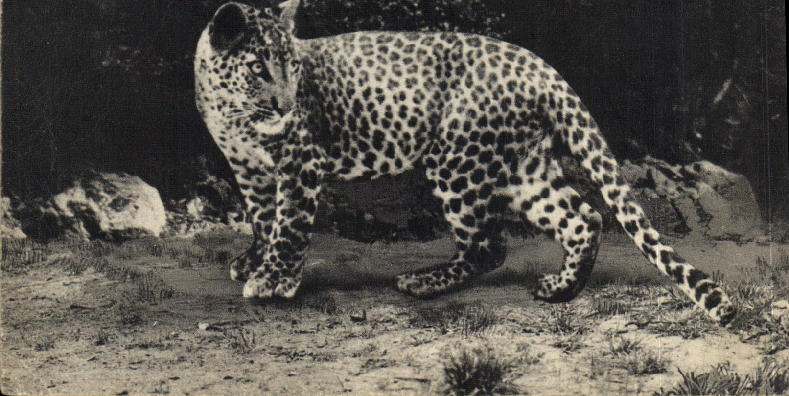 A Young Asian Tiger — National Museum of Natural History, Zoological Park of the Bois de Vincennes — Photo Frères