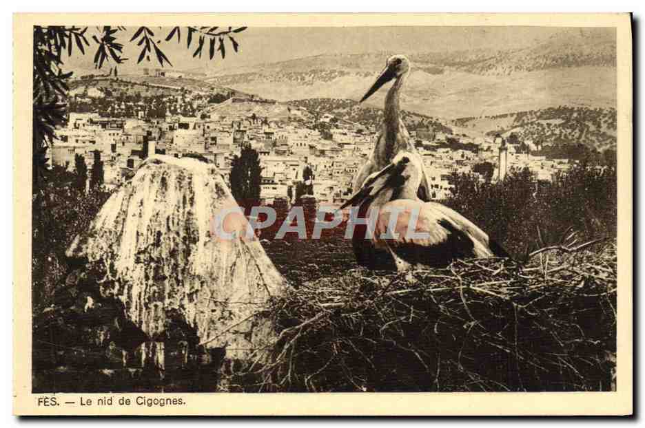 CPA Fes Le Nid De Cigognes Oiseaux