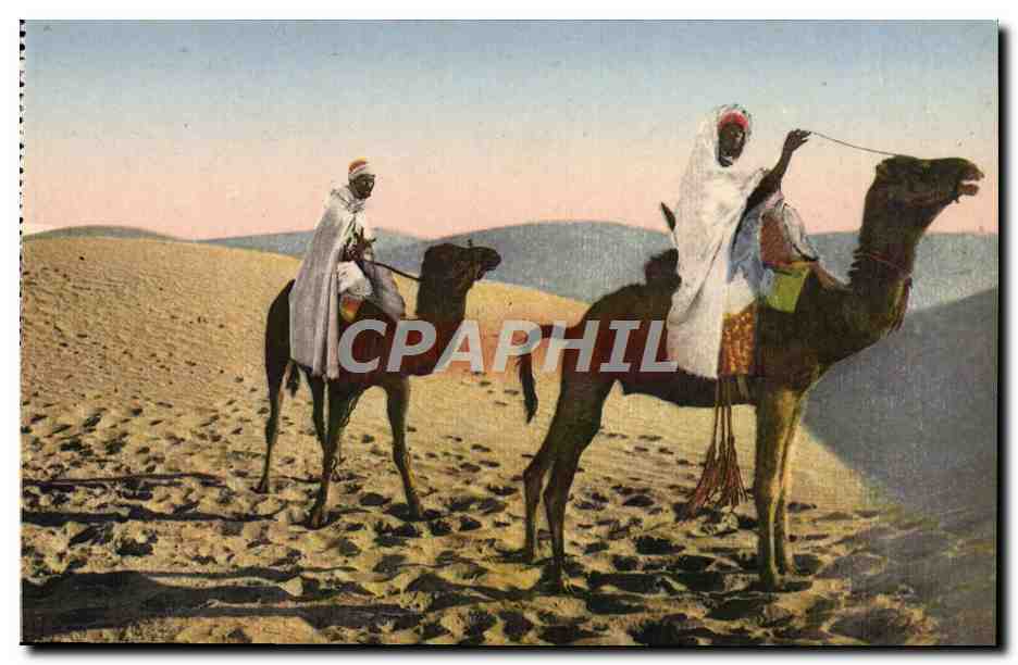 CPA Meharistes Dans Les Dunes Chameaux 