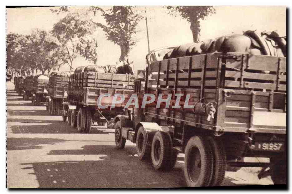 CPA Train des equipages militaires Transport de chevaux