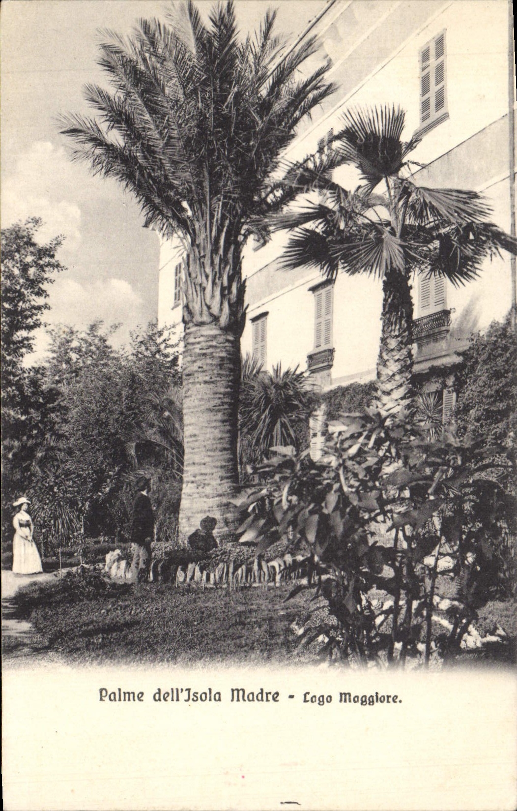CPA Palme dell Isola Madre Lago Maggiore