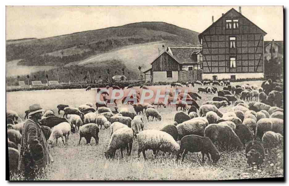 CPA Berger et moutons