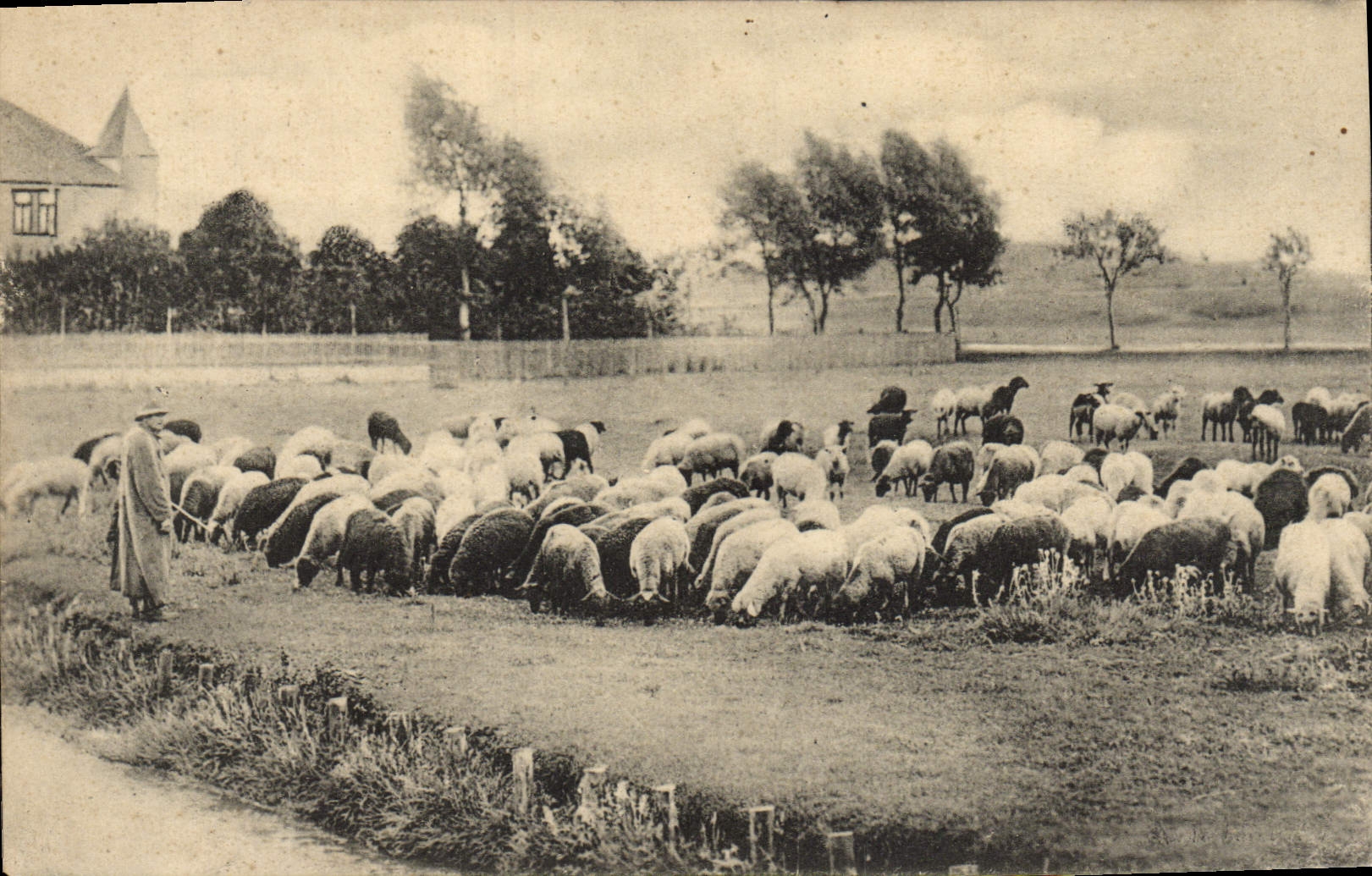 CPA Berger et moutons