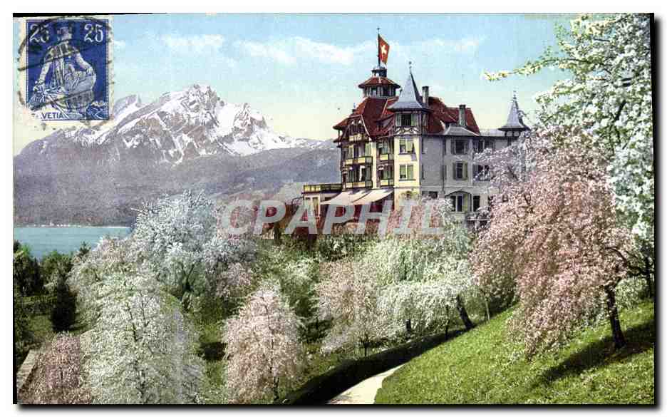 CPA Weggis a Vierwaldstattersee Hotel Alpenblick mit Pilatus wahredn deer Baumblute