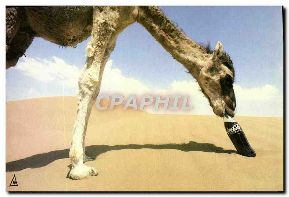 CPM Coca Cola Zagora Maro 1979 Antoine Gacomoni Chameau 