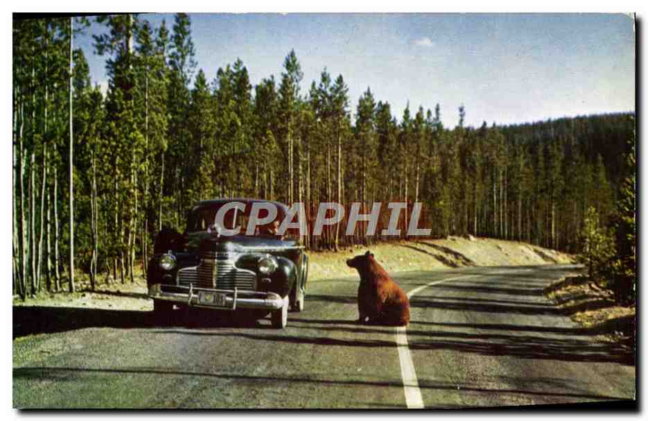 CPA Bear On highway Yellowstone National Park Long Renowned As A Refuge For Wildlife Ours Automobile
