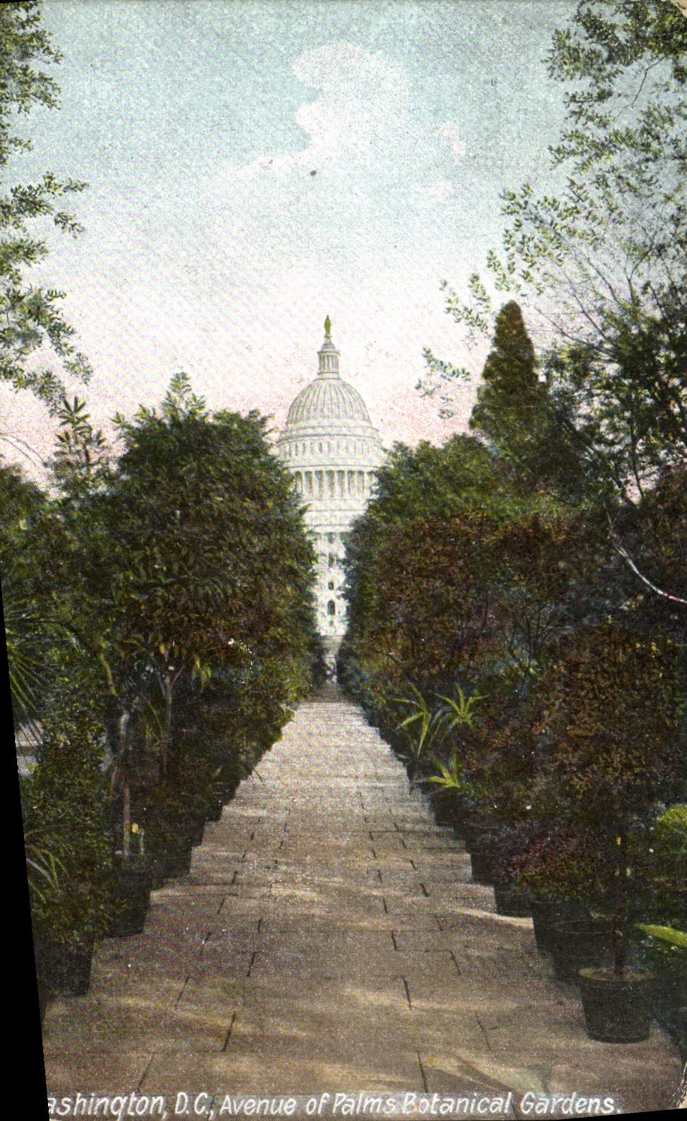 CPA Washington D C Avenue Of Palms Botanical Gardens