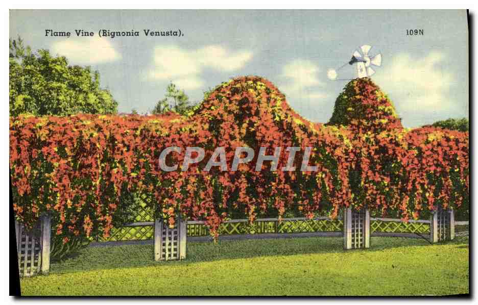 CPA Flame Vine Bignonia Venusta