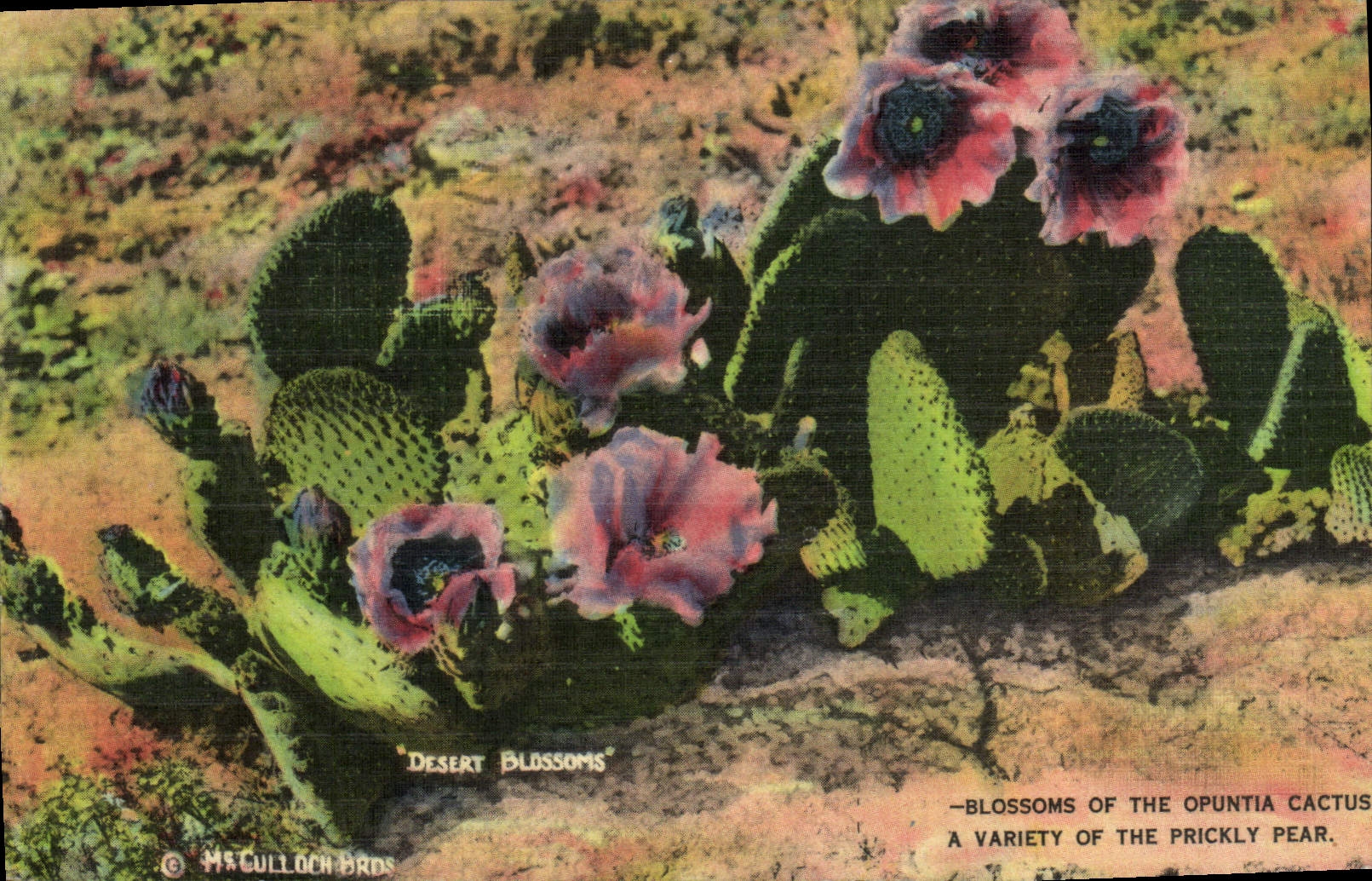 CPA Blossoms Of The Opuntia Cactus a Variety of the Prickly Pear