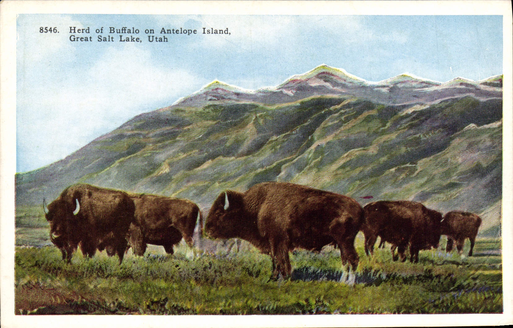 CPA Herd Of Buffalo On Antelope Island Great Salt Lake Utah
