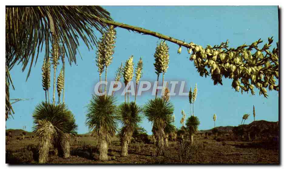 CPM Desert Yucca Or Spanish Bayonet 