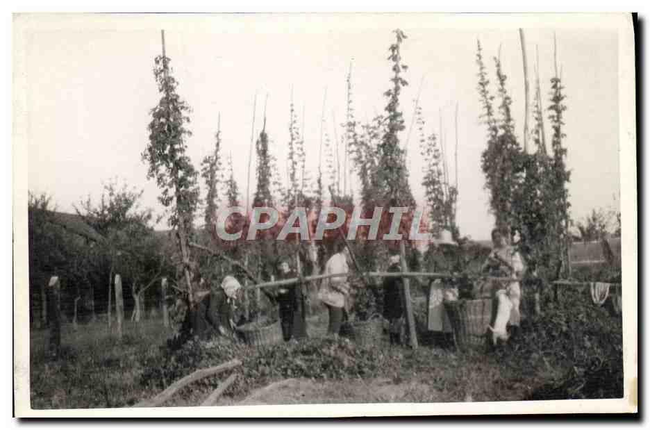 Photo Vignobles Folklore 