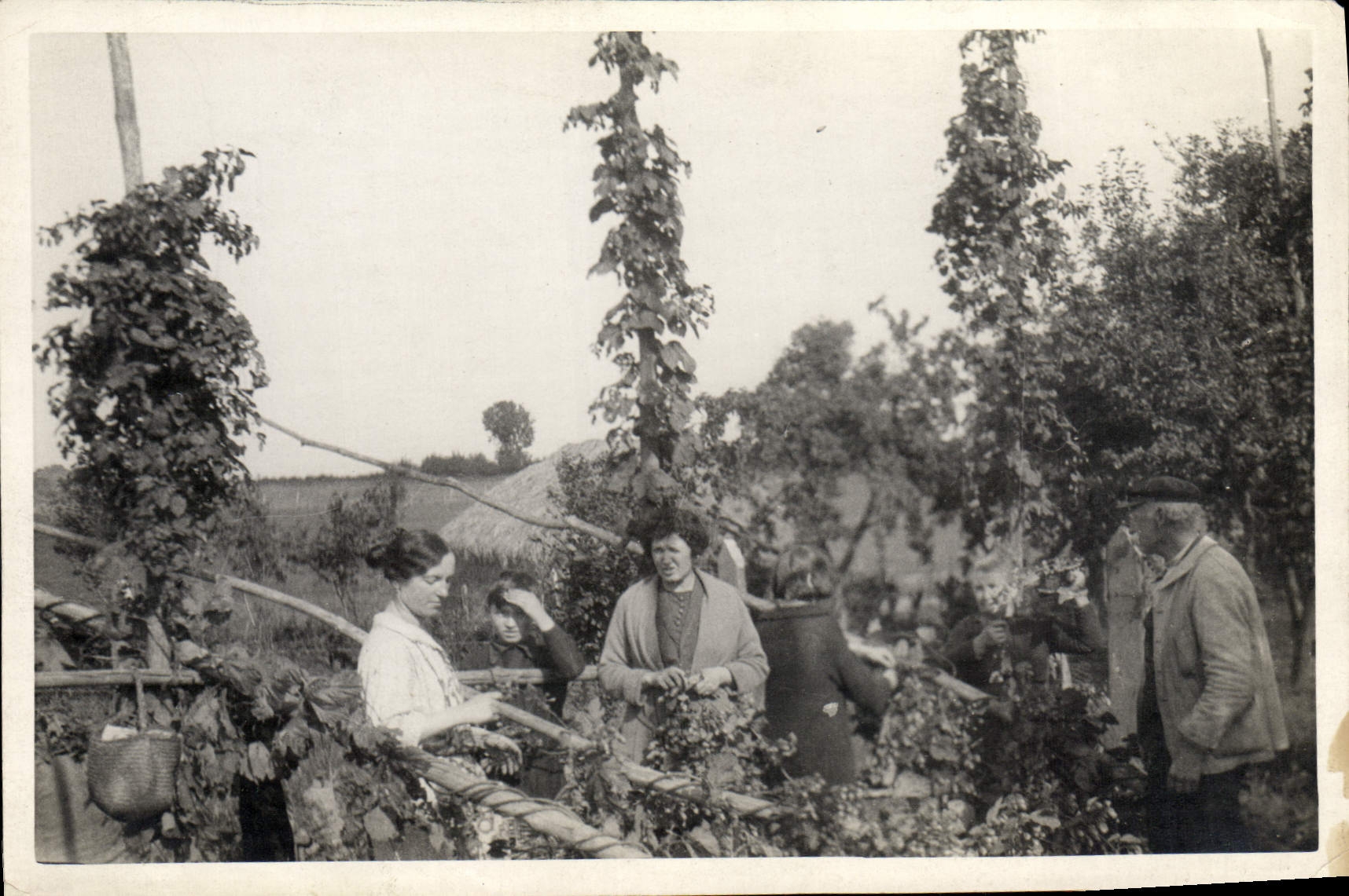 Photo Recoltes Vin Vignoble