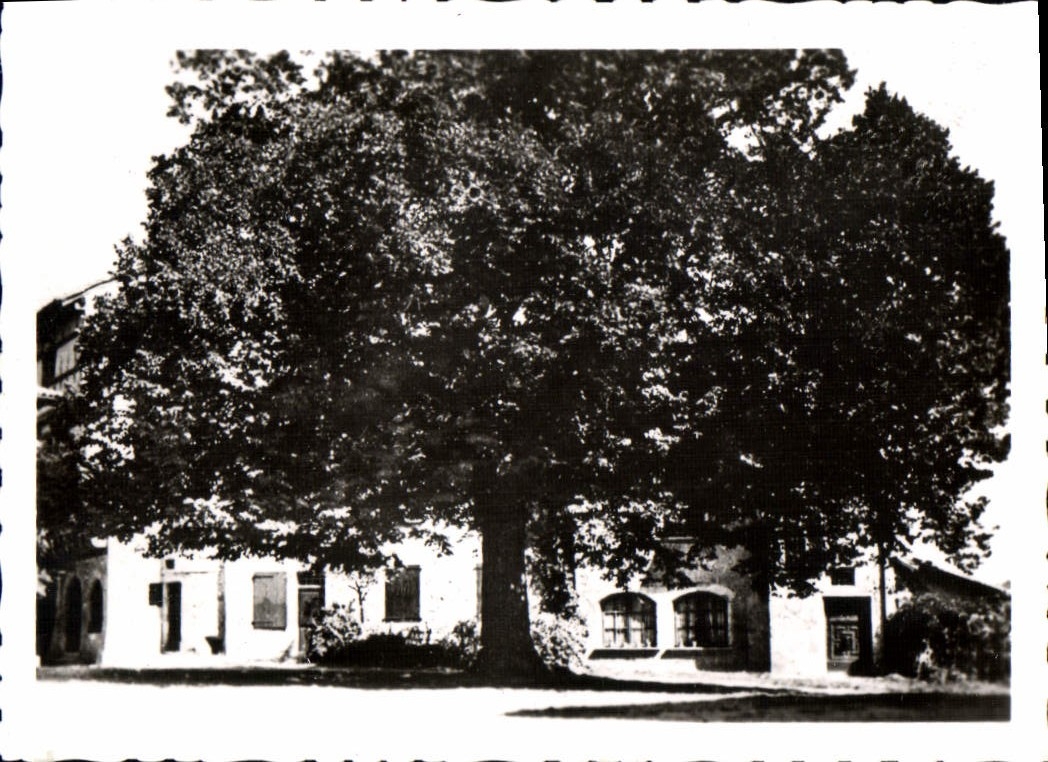 Perouges (Ain) — Le tilleul arbre de la Liberté de 1791 — CPAPHIL n°8