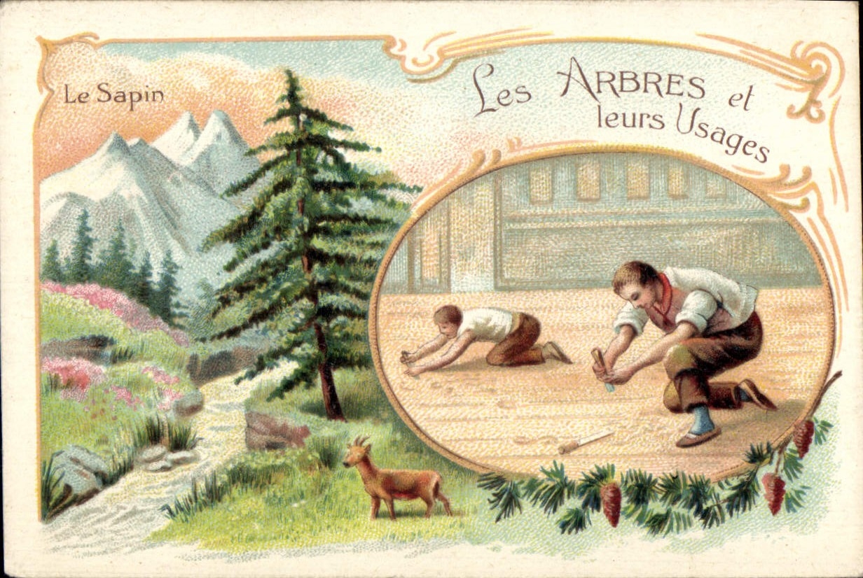 Chromo Les arbres et leurs usages Le sapin 