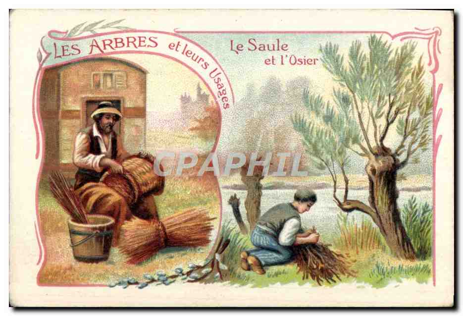 Chromo Les arbres et leurs usages Le saule et l'osier 
