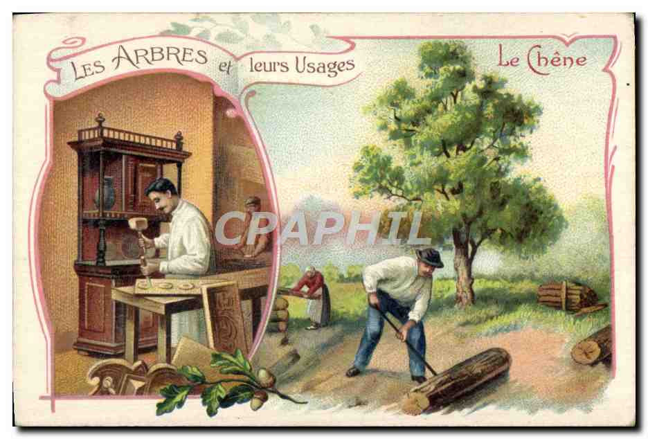 Les Arbres et leurs Usages — Le Chêne