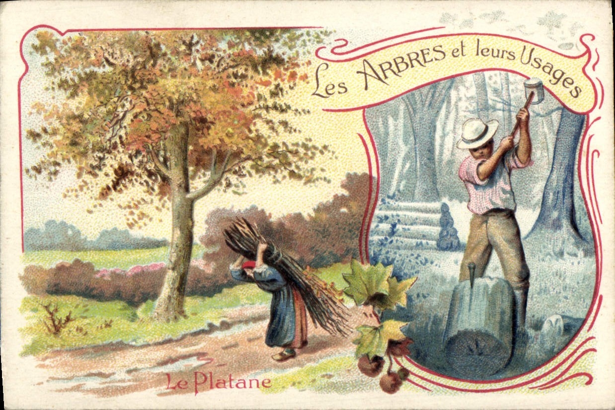 Le Platane — Les Arbres et leurs Usages — CPAPHIL