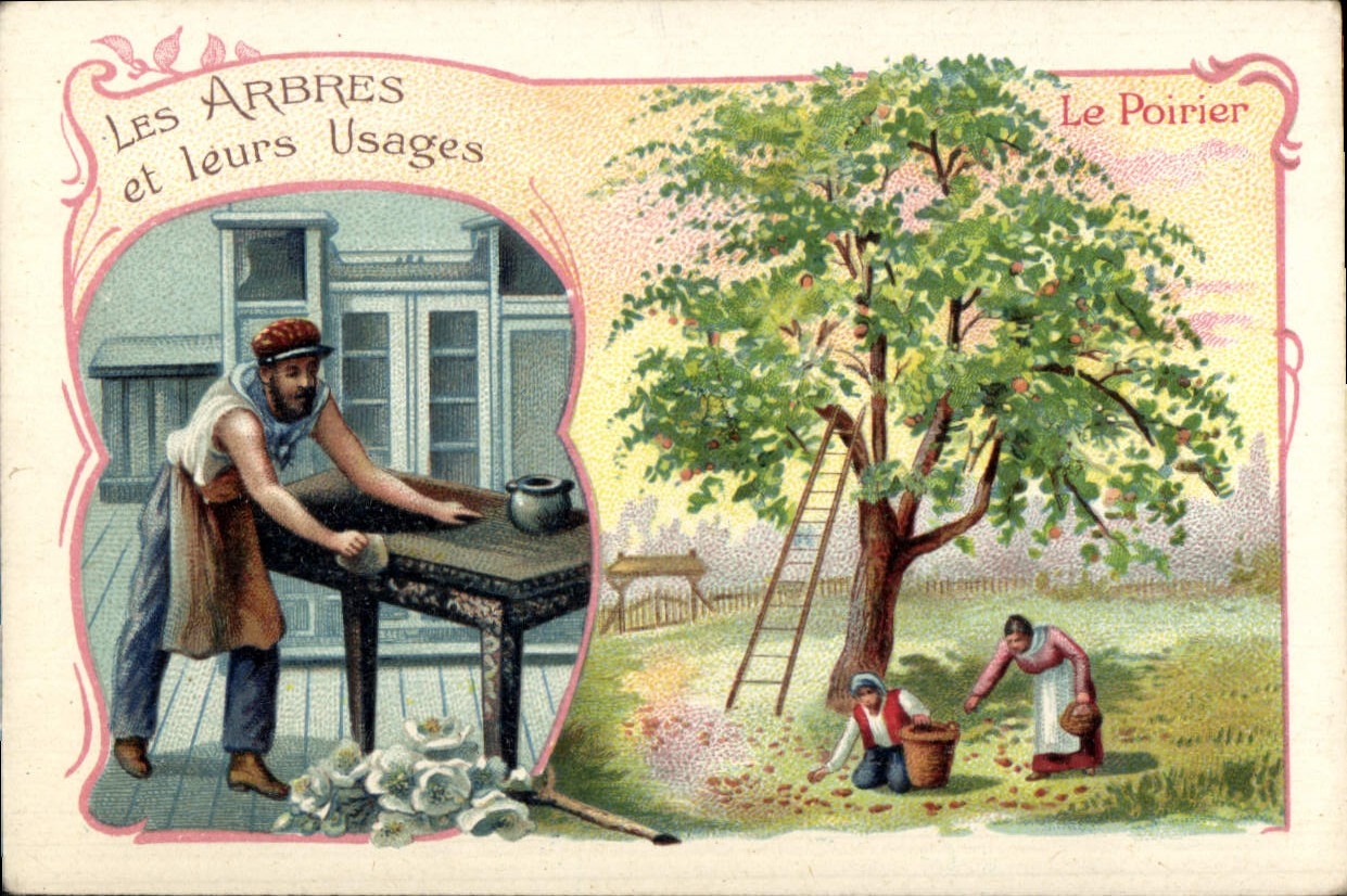 Chromo Les arbres et leurs usages Le poirier