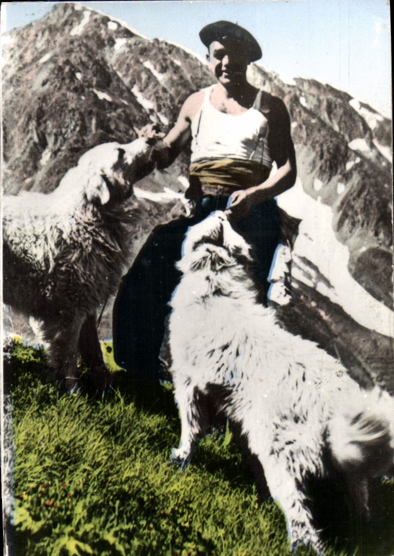 CPM Lourdes Berger Chiens Chien des Pyrenees