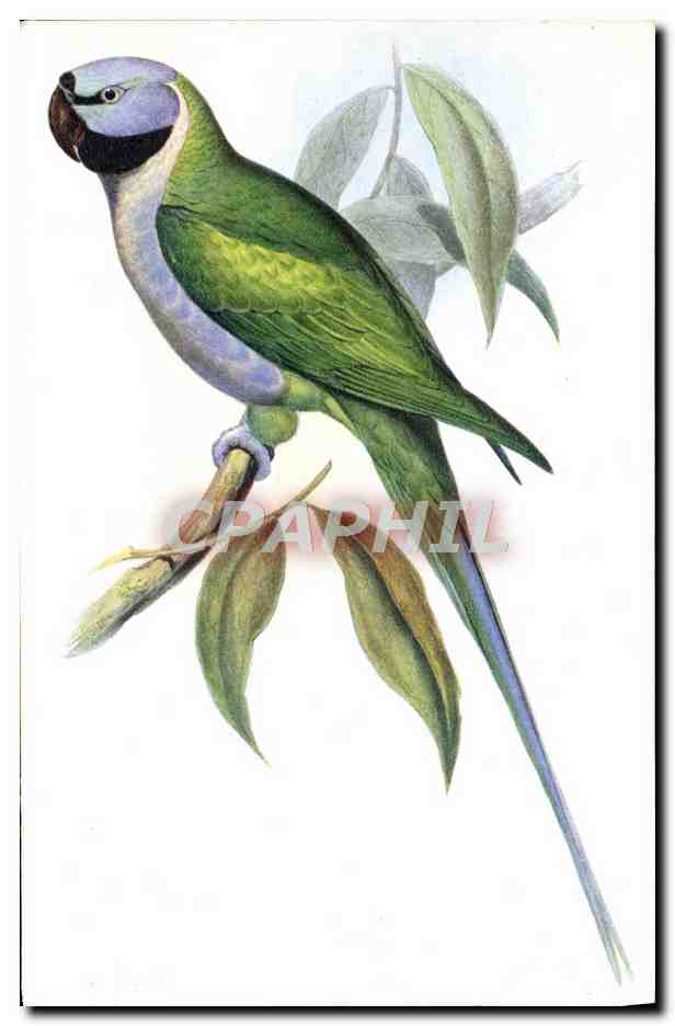 CPM Palaeornis Derbianus J Gould Oiseau Perroquet