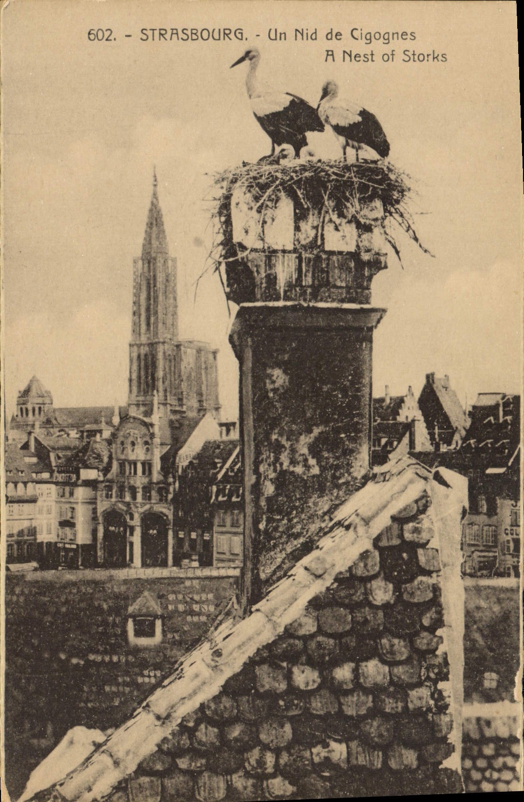 CPA Strasbourg un Nid De Cigognes 