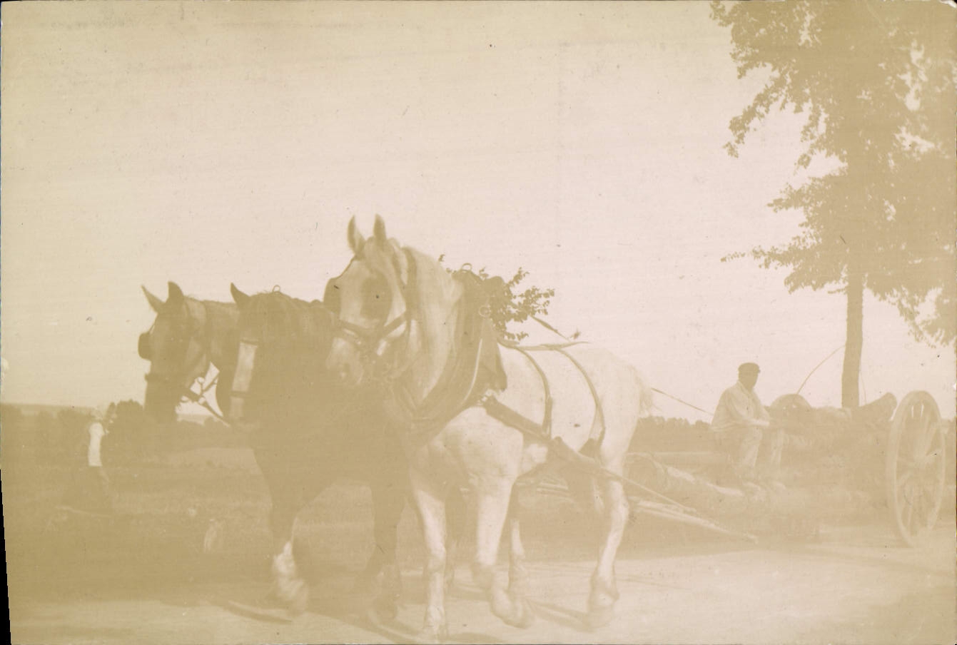 Photo Attelage Cheval Canon Militaria
